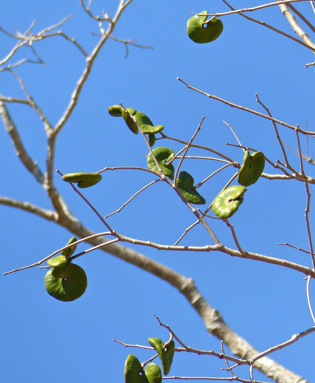Timbó, planta de Pomelero