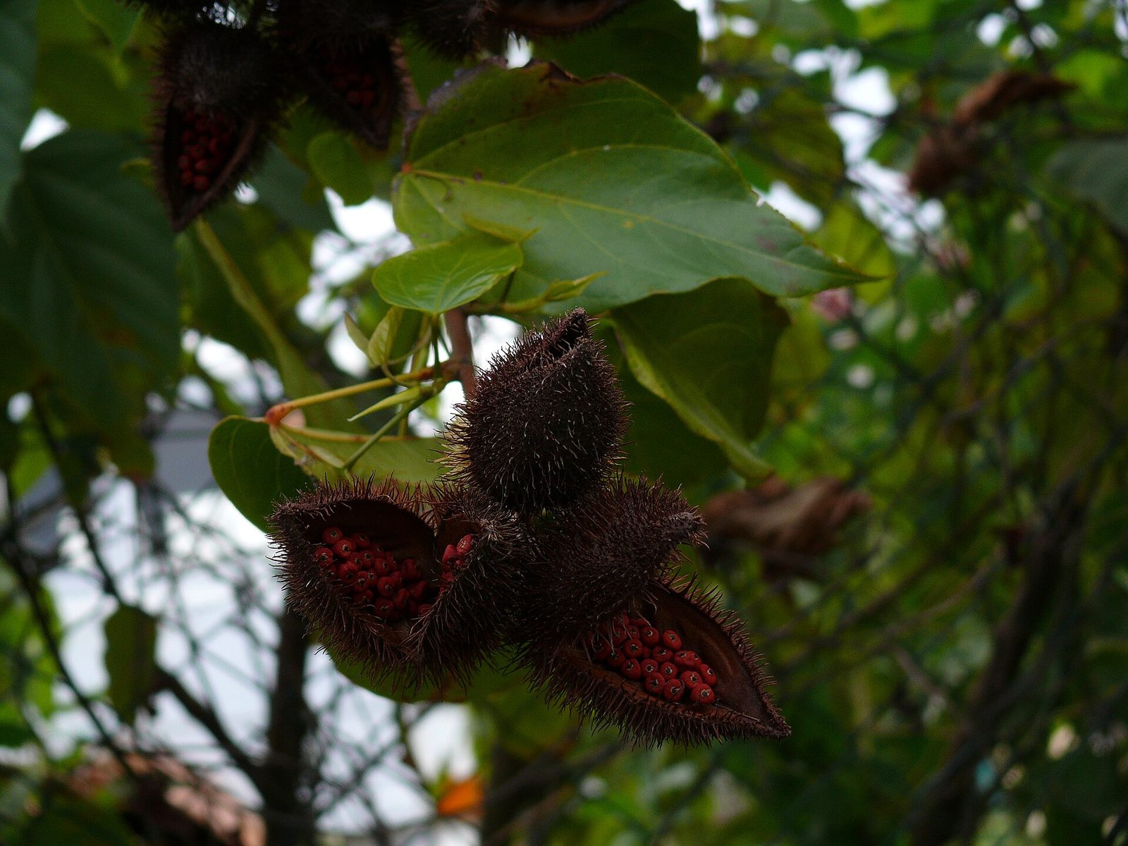 Urucú, planta de Pomelero