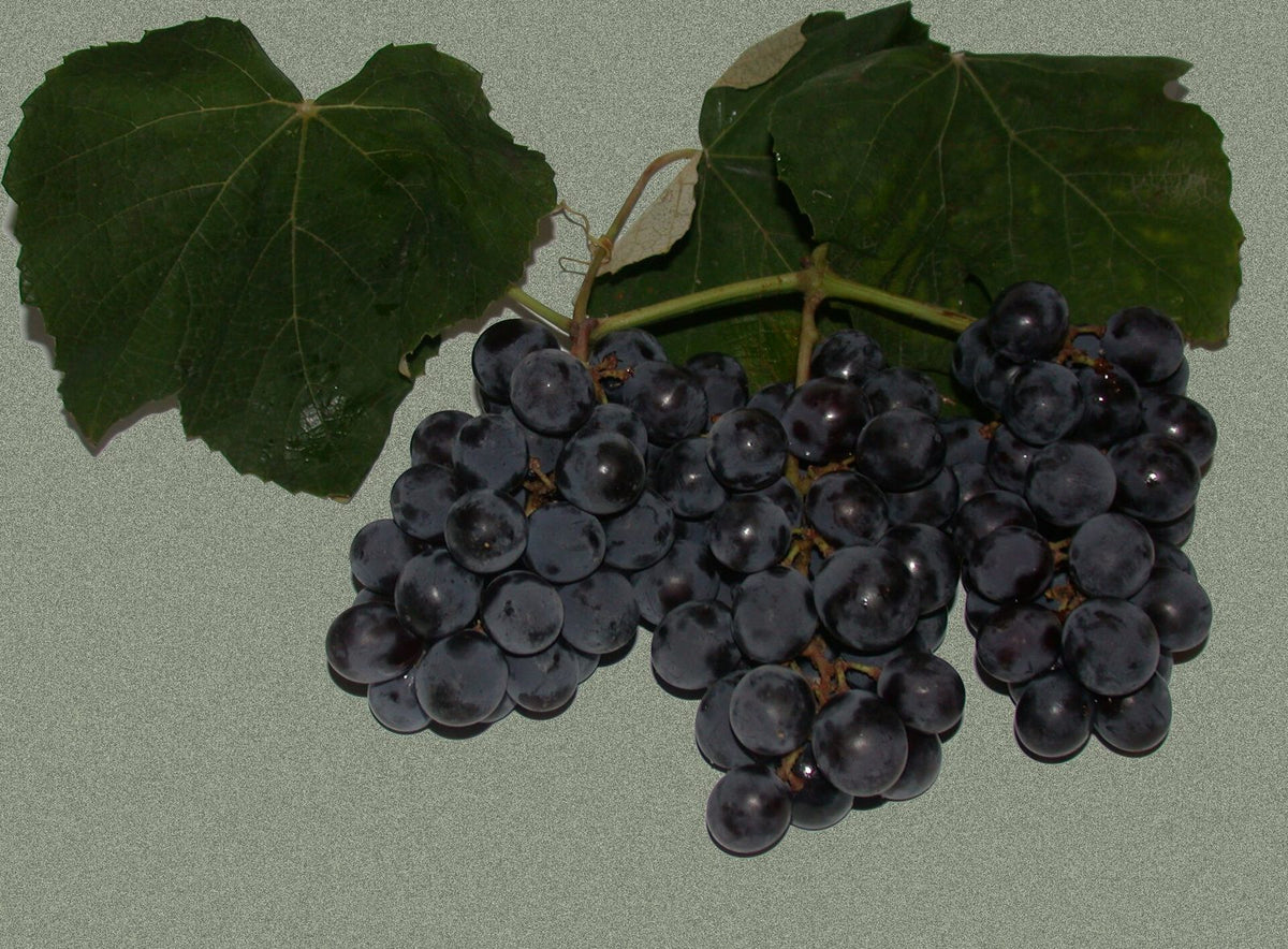Uva Isabel Negra, planta de Pomelero