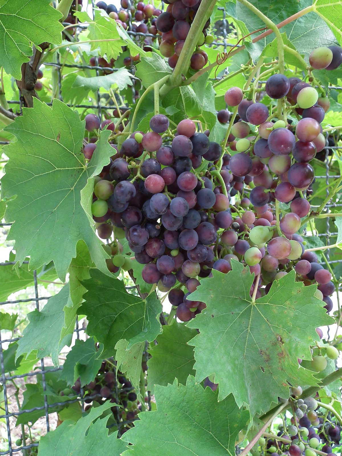 Uva Moscato, planta de Pomelero