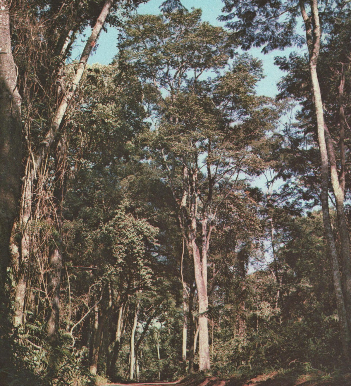 Villetana, planta de Pomelero